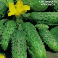 Огурец Страж Купить Семена