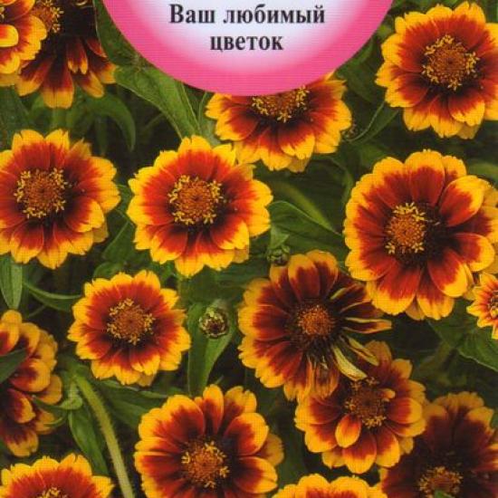 Циния узколистная Ацтек