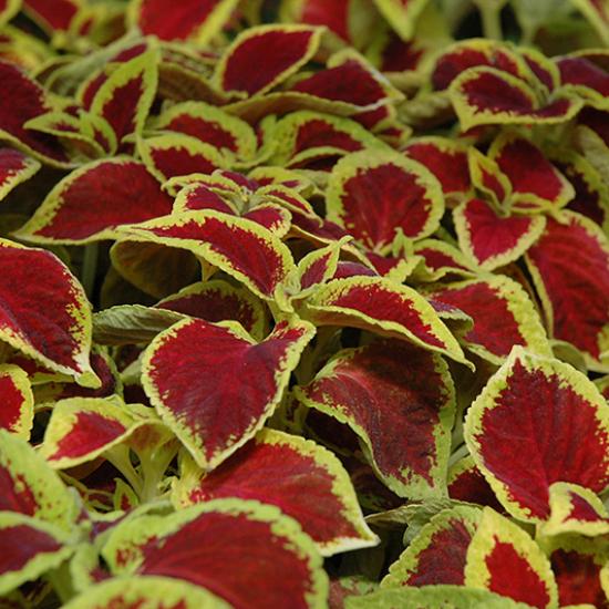 Coleus COLOR CLOUDS ™ 'Valentine' TERRA NOVA ® Nurseries, Inc. Colorful plants,