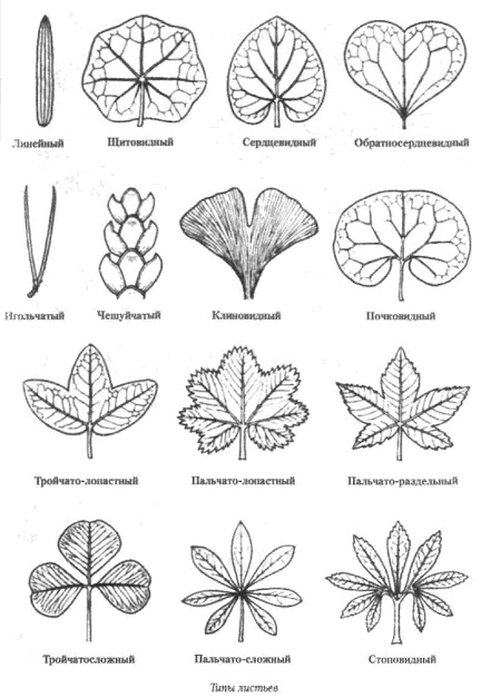 Части раздельного листа. Тройчато лопастной. Пальчато тройчато раздельный. Форма листа тройчато лопастный. Тип листа перисто лопастная.